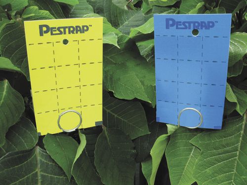 Falle für Insekten - Pestrap™ Mini - Phytotronics Inc - Klebe / für Anbau