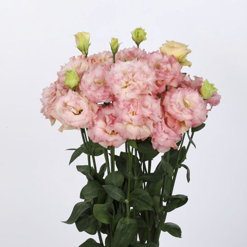 Blumenpflanzling / einjährige Pflanze - VOYAGE 3 - Sakata Seed America Inc - rosa / für Schnitt