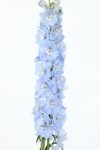 Staude-Blumenpflanzling - CANDLE - Sakata Seed America Inc - weiß / violett / blau