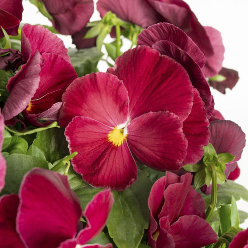 Blumenpflanzling / einjährige Pflanze - SPRING GRANDIO - Sakata Seed America Inc - rosa / weiß / gelb