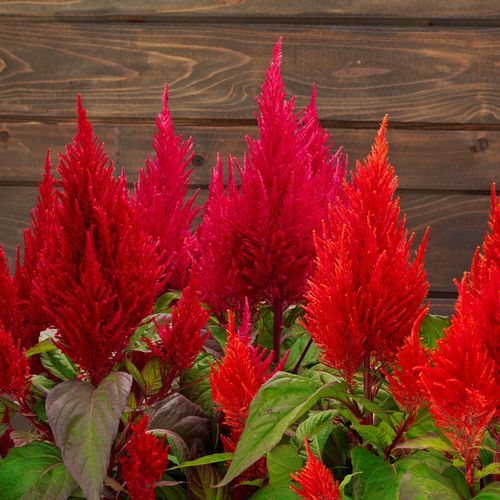 Blumenpflanzling / einjährige Pflanze - Century - Sakata Seed America Inc - rot / gelb / Massiv