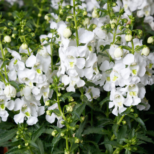 Blumenpflanzling / einjährige Pflanze - Angelissa™ - Sakata Seed America Inc - weiß / rosa / violett