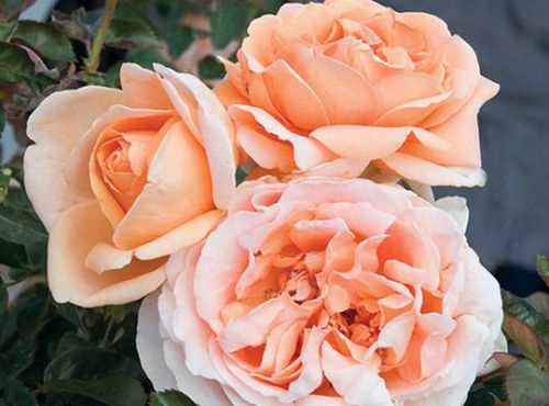 Oranger Blumenpflanzling - Abbaye de Cluny™ - Star® Roses and Plants - für Pflanzgefäß / duftend / hybrid