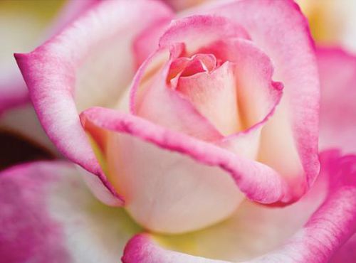 Rosa-Blumenpflanzling - California Dreamin'™ - Star® Roses and Plants - weiß / für Schnitt / für Pflanzgefäß