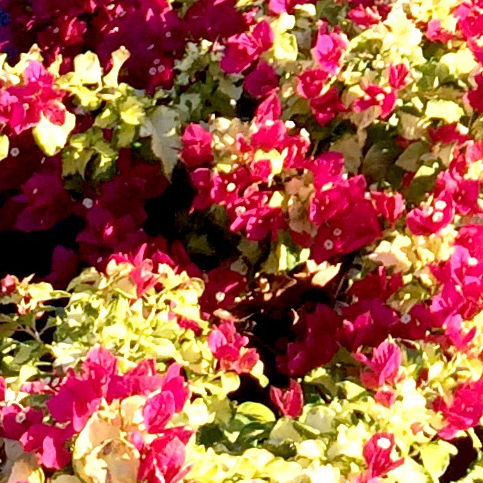 Staude-Blumenpflanzling - VF Sunstone Red ® - Vista Farms - rot / Berankung