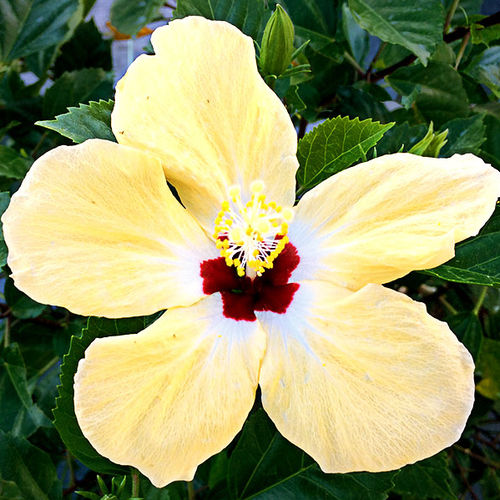 Blühender Strauch / für Pflanzgefäß - Lutea - Vista Farms - Massiv / mit gelben Blüten