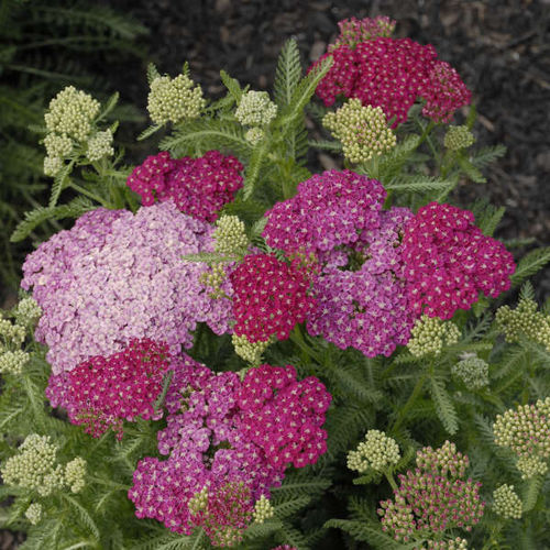 Staude-Blumenpflanzling - Achillea millefolium 'Saucy Seduction' - Walters Gardens Inc - rosa / für Garten / Massiv