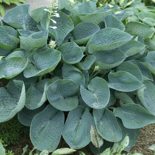 Staude-Blumenpflanzling - Hosta 'Abiqua Drinking Gourd' - Walters Gardens Inc - weiß / für Schnitt / Massiv