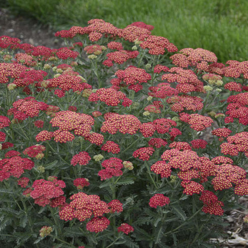 Staude-Blumenpflanzling - Achillea 'Firefly Red Pop' - Walters Gardens Inc - rot / Farbmischung / für Schnitt
