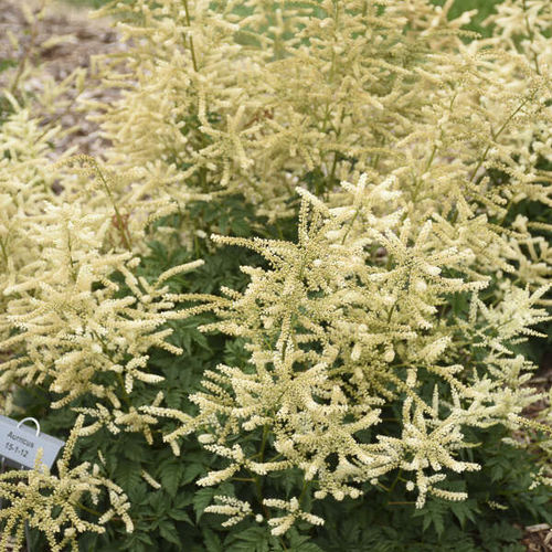 Staude-Blumenpflanzling - Aruncus 'Goatee' - Walters Gardens Inc - weiß / für Schnitt / für Garten