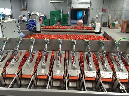 Produktionsanlage für Gartenbauprodukte / Verpackung - Multihead - Koppert Machines - automatisch