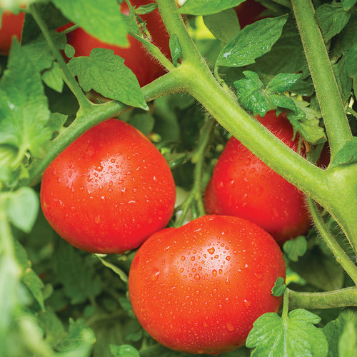 Rote Tomatensaat - TASTI LEE F1 - Bejo Zaden B.V. - rund / hybrid