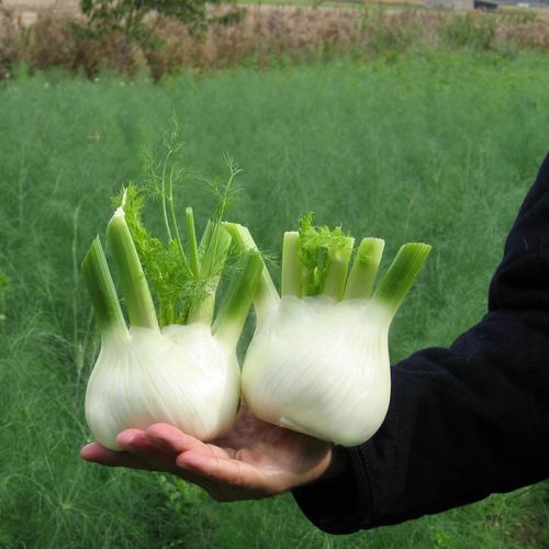 Frühe Fenchelsaat - VICTORIO F1 - Bejo Zaden B.V. - Winter / hybrid / schnellwachstums-resistent