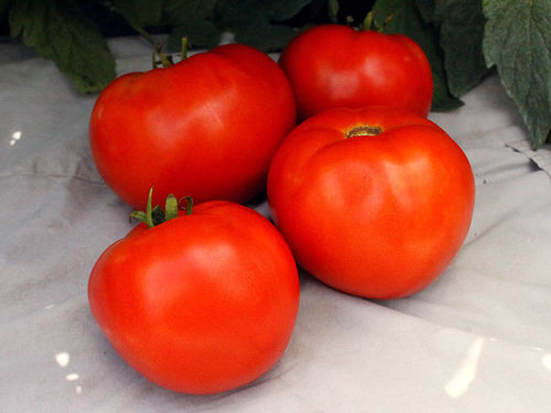 Rote Tomatensaat - HM 1823 - HM.CLAUSE - früh / Fusarium-resistent / rund