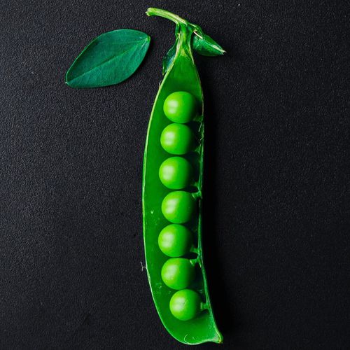 Mehltauresistente Eiweißerbsensaat - QUANTUM PS - PanDia Seeds - Fusarium-resistent
