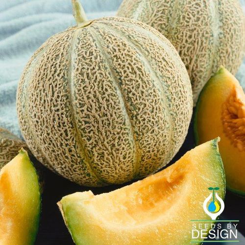 Melonensaat / einjährige Pflanze - Jenny Lind - Seeds by Design - Sommer / grün