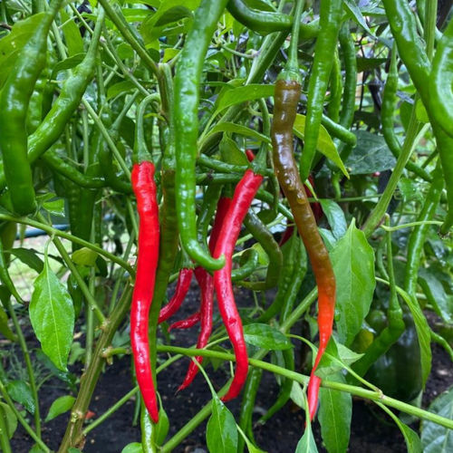 Frühe Paprikaschotensaat - Vindaloo - Tozer Seeds Ltd - grün / hybrid / rot
