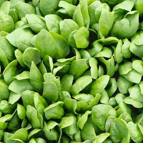 Mehltauresistente Spinatsaat - Renegade - Elsoms Seeds