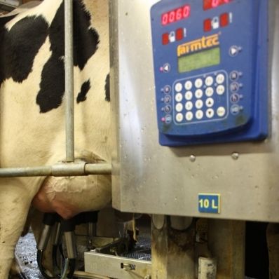 Melkzeug für Kühe - FARMTEC a.s. - 4 Zitzengummis