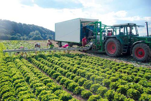 Salat-Ernteband - VegBeet - Pack TTI  / Weber Cooling - Obst / anhängermontiert