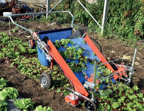 Gemüseerntemaschine - VegTerra TR80 - Pack TTI  / Weber Cooling - Kräuter / handgeführt / 1 Reihe