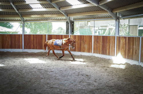 Hallen-Pferdeführanlage - Round Pen - Kraft - rund / mit Zaun