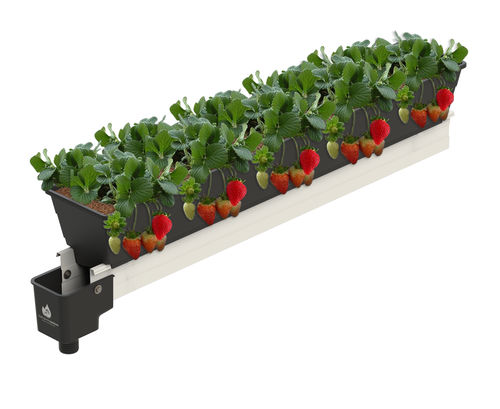 Hydroponik-System / für Erdbeeranbau - J. Huete Greenhouses