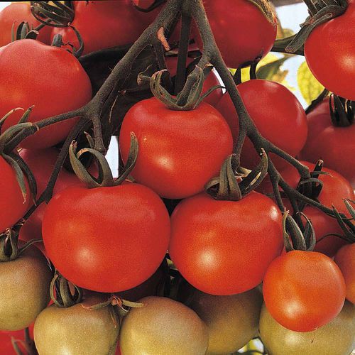 Rote Tomatensaat - Ailsa Craig - thompson-morgan - früh / rund
