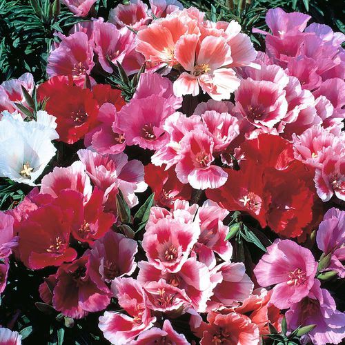 Blumensaat / einjährige Pflanze - Godetia  - thompson-morgan - Farbmischung / für Garten / für Pflanzgefäß