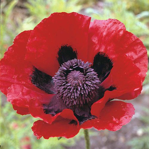 Staude-Blumensaat - Poppy  - thompson-morgan - rot / für Garten / für Schnitt