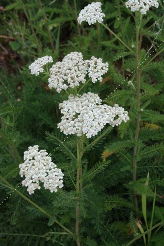 Staude-Blumensaat - FAC101 - Le Biau Germe - weiß / für Schnitt / biologisch