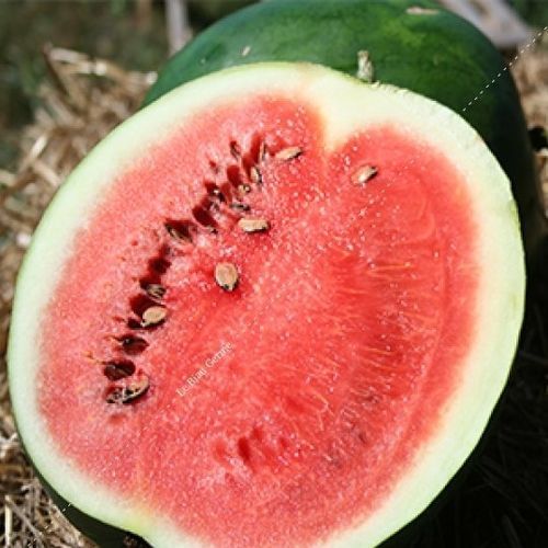Sommer-Wassermelonensaat - LPS021 - Le Biau Germe - rot / biologisch