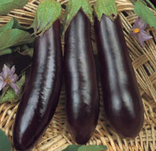 Früher Auberginensamen - VIOLETTE DE RIMINI - BIO - essembio - biologisch / Gewächshauskulturen