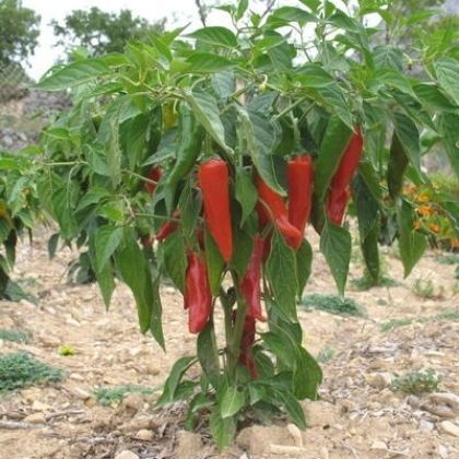 Sommer-Paprikaschotensaat - GORRIA "TYPE ESPELETTE"  - essembio - biologisch