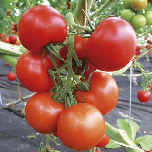 Rote Tomatensaat - TICA KS - SATIVA - mittelfrüh / Fusarium-resistent / mosaibeständig