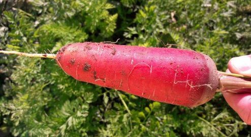 Frühe Möhrensaat - 326232 - Atypyc - biologisch / konisch