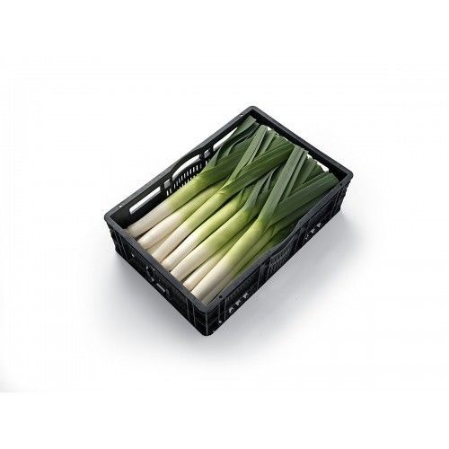 Herbst-Porreesaat - Krypton F1 - Atypyc - hybrid / biologisch