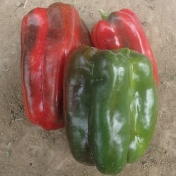 Grüne Paprikaschotensaat - Calibello F1 - Atypyc - hybrid / rot