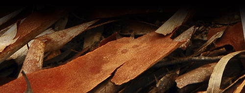Mineralischer Dünger - TERACTIV cocoa - ocp group - K / P / stark borhaltig
