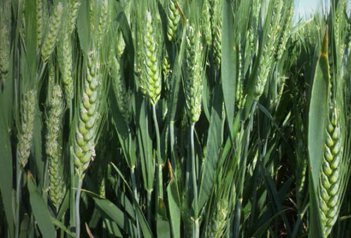 Frühe Weichweizensaat - ORLOGE - agriobtentions - Winter / mehltauresistent / Blattmehltau-resistent