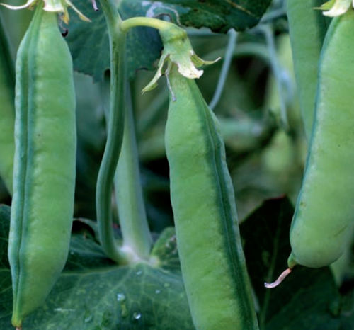 Frühe Eiweißerbsensaat - ALTARUS - agriobtentions - Frühling / halmbruchresistent