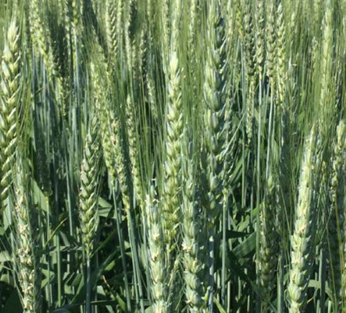 Halbspäte Weichweizensaat - GHAYTA - agriobtentions - Winter / rostresistent / mosaibeständig