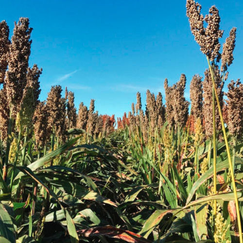 Frühe Sorghumsaat - M5973 - Beck's Hybrids - für Getreide / Fusarium-resistent / mehltauresistent