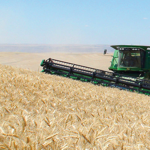 Frühe Weichweizensaat - Norwest Tandem - limagraincerealseeds - Winter / rostresistent / trochenzonengeeignet