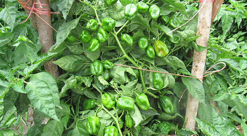 Frühe Paprikaschotensaat - Helios - larkseeds - mosaibeständig / hybrid / gelb