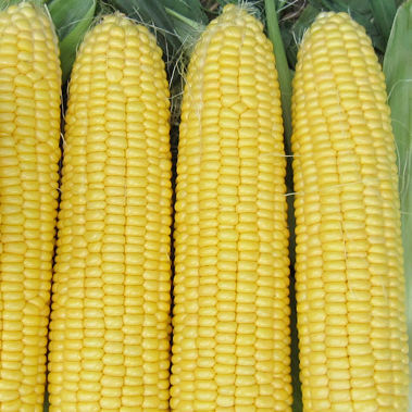 Maissaat für Getreide - 77958 - larkseeds - Blattmehltau-resistent / rostresistent / Pferdezahn