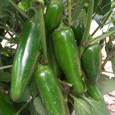 Mittelfrühe Paprikaschotensaat - JALAPEÑO – COLOSSUS - larkseeds - widerstandsfähig gegen Bakterienflecken / grün / hybrid