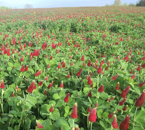 Vegetationsdecke aus Klee - Crimson Clover - lacrosseseed - Stickstoff-Wiederherstellung / Hülsenfrucht