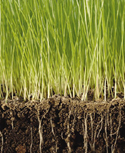 Organischer Bodenhilfsstoff - Renovate/Plus - earthworksturf - für Rasen / für Wurzeln