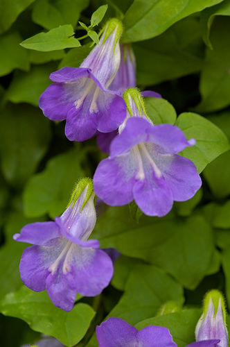Blumensaat / einjährige Pflanze - SW910 - Select Seeds - Staude / violett / Berankung